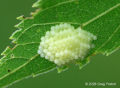 Egg Mass